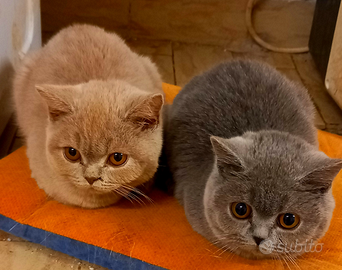 Cuccioli di British Shorthair blu, lilac, bianchi