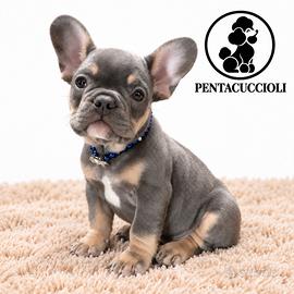 Marlena Bulldog Francese- Bouledogue
