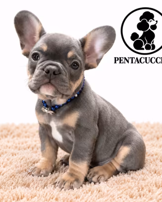 Marlena Bulldog Francese- Bouledogue