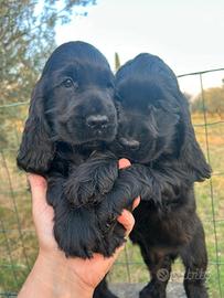 Cuccioli di cocker spaniel inglese