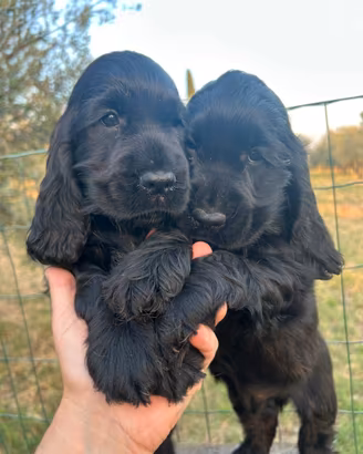 Cuccioli di cocker spaniel inglese