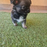 Chihuahua maschietti stupendi belli