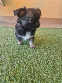 Chihuahua maschietti stupendi belli