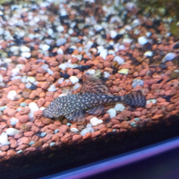 Ancistrus scuro chiazze gold