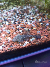 Ancistrus scuro chiazze gold