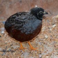 Quaglie Cinesi riproduttive fine 2025