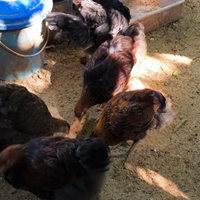 Pulcinotti ornamentali