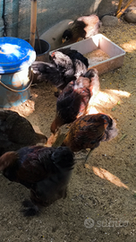 Pulcinotti ornamentali