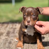 American bully