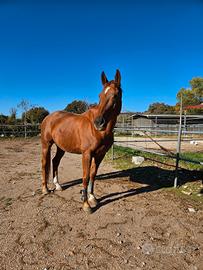 Cavallo