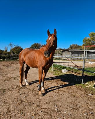 Cavallo