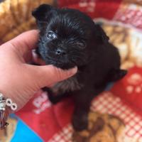 Chihuahua taglia piccola