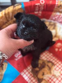 Chihuahua taglia piccola