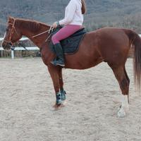 Cavallo da salto