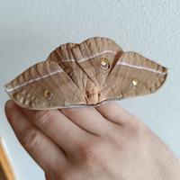Antheraea pernyi, falena cinese della quercia