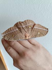 Antheraea pernyi, falena cinese della quercia