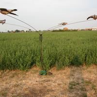 Caccia girandola colombacci, storni, allodole