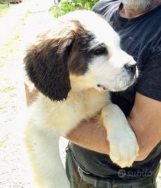 Cuccioli di san Bernardo