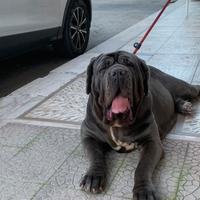 Mastino napoletano con pedigree