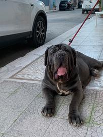 Mastino napoletano con pedigree