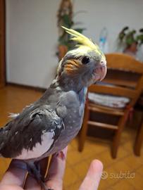Pappagalli