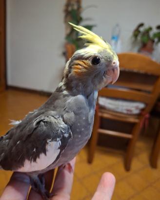 Pappagalli