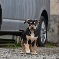 Cuccioli Pit Bull con pedigree anche a rate