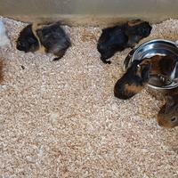 Cavie - porcellini d'india