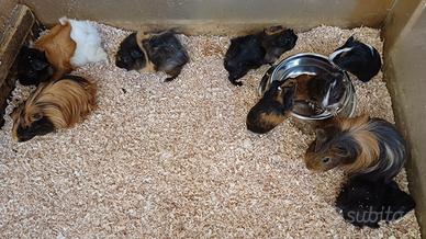 Cavie - porcellini d'india