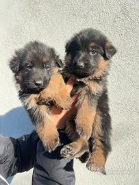 Cuccioli di pastore tedesco
