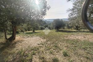 TER. AGRICOLO A SPOLTORE