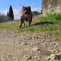 American bully pocket