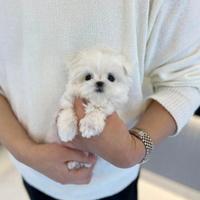 Maltese mini toy