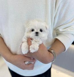 Maltese mini toy