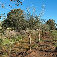 Alberi di ulivo 10 anni