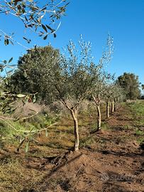 Alberi di ulivo 10 anni