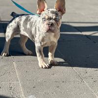 Bulldog francese x monta