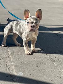 Bulldog francese x monta