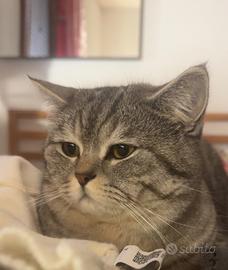 Gatto British Shorthair disponibile per monta - 1