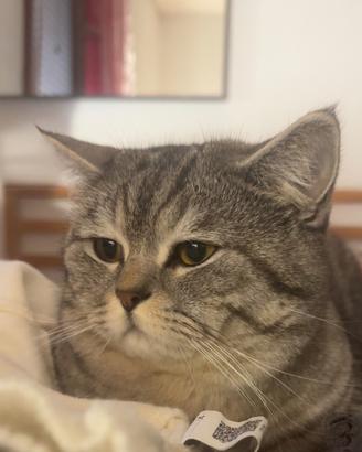 Gatto British Shorthair disponibile per monta - 1