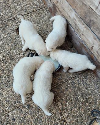 Cuccioli pastore maremmano