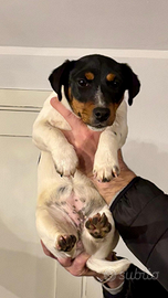 Splendida cucciola Jack Russell Terrier