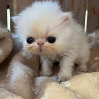 Cucciolo di gatto persiano occhi impari