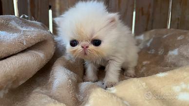Cucciolo di gatto persiano occhi impari