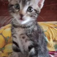 Cuccioli di gatto maschi e femmine