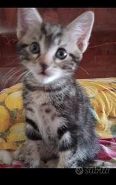 Cuccioli di gatto maschi e femmine
