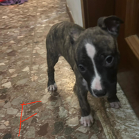 Cuccioli di Amstaff