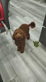 Barboncino maschio 3 anni