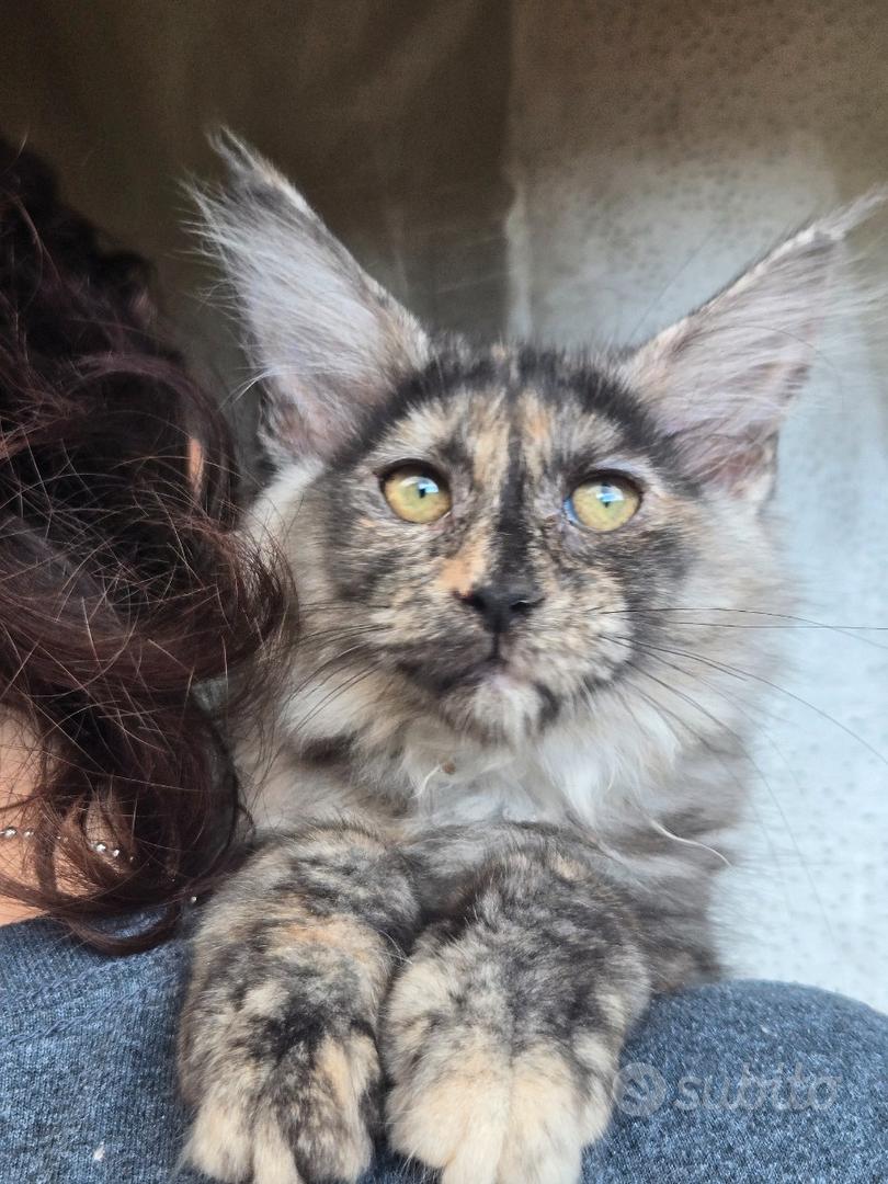 Gattina Maine Coon meravigliosa