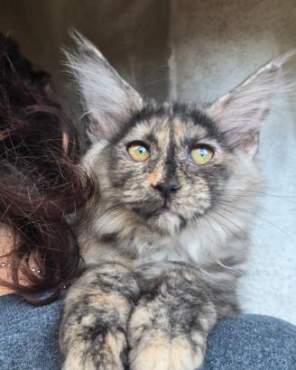Gattina Maine Coon meravigliosa